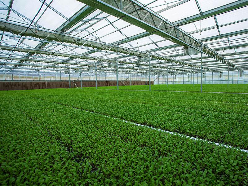 greenhouse factory