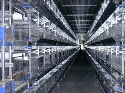 Chicken house design